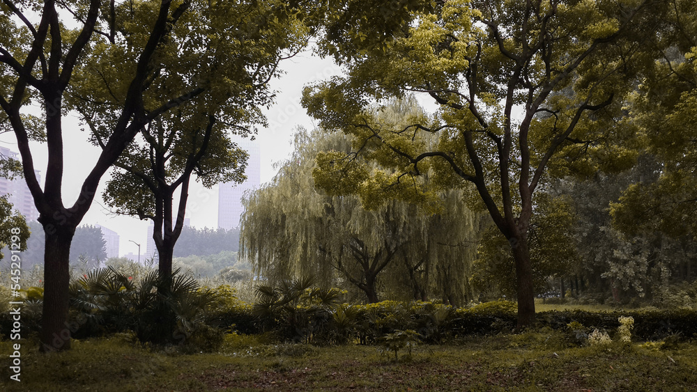The most beautiful mad willow tree in Shanghai, China The most beautiful mad willow tree in Shanghai, China