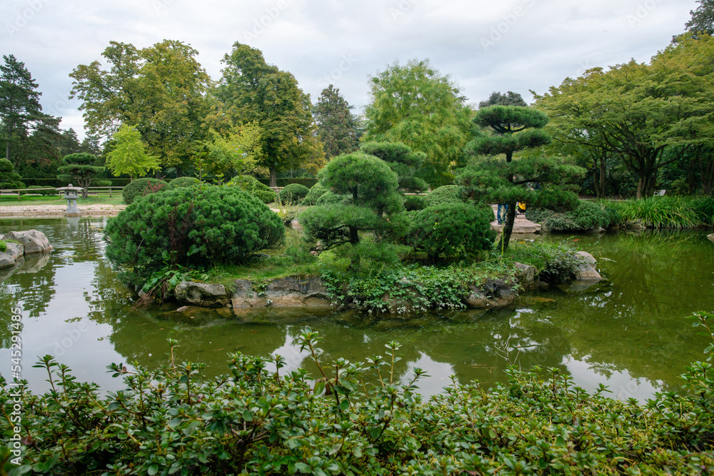 Magnificent pine trees  in the Japanese garden in Nordpark in Dusseldorf  and  pond and rocks and KOI carps