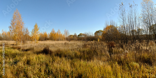 Autumn walks in the forest, a beautiful panorama.