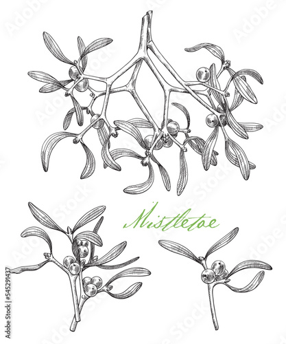 Vector set outline mistletoe branch. Hand drawn sketch. Black and white graphic elements. Illustration for holiday decor greeting card