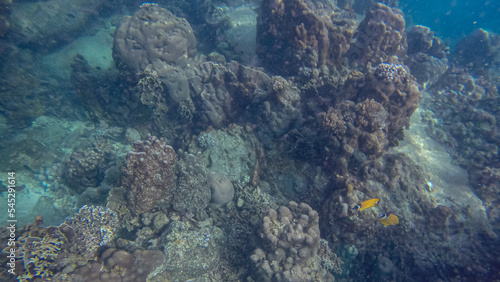 Panoramic scene under water and blue background