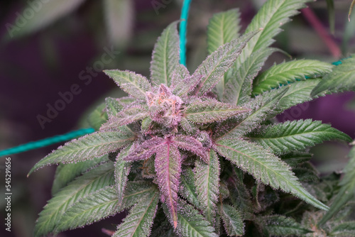 Close up macro photo of a ripening cannabis inflorescence 