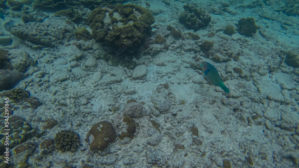 Panoramic scene under water and blue background