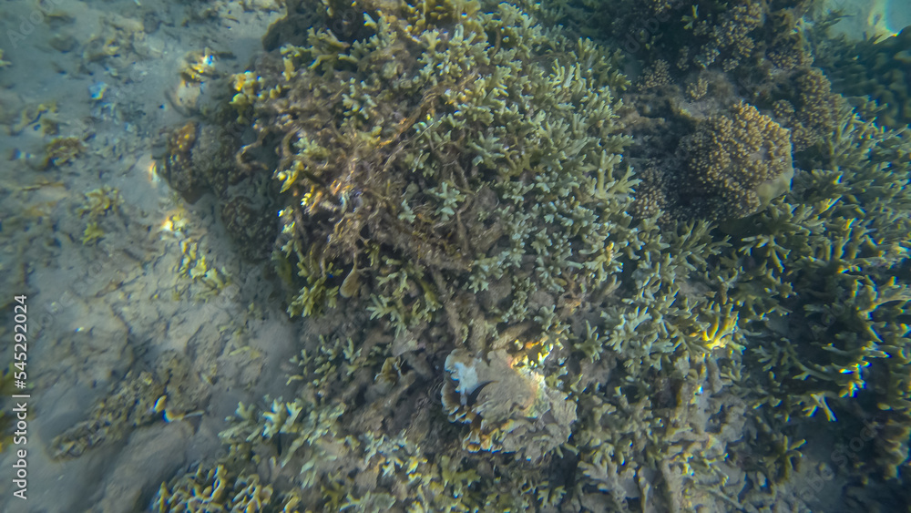 Panoramic scene under water and coral and blue background