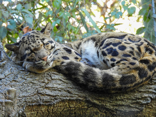 Clouded leopard asleep on a tree branch