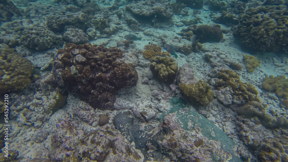 Panoramic scene under water and blue background