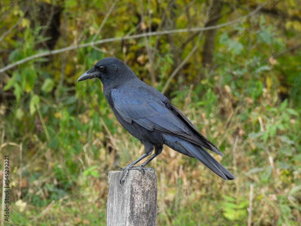 Black fish crow on a post in Cades Cove, Tennessee Black fish crow on a post in Cades Cove, Tennessee