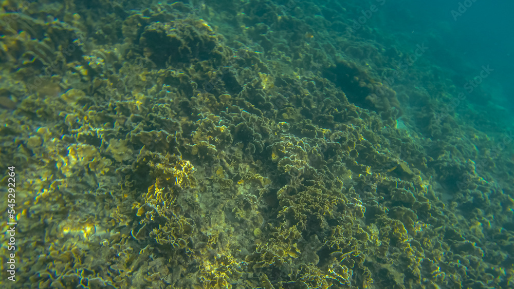 Panoramic scene under water and blue background