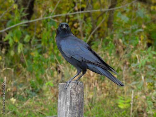 Black fish crow on a post in Cades Cove, Tennessee