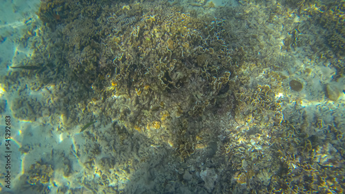 Obraz na płótnie Panoramic scene under water and coral and blue background w salonie