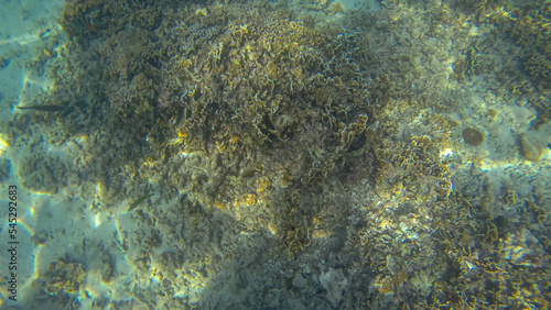 Panoramic scene under water and coral and blue background