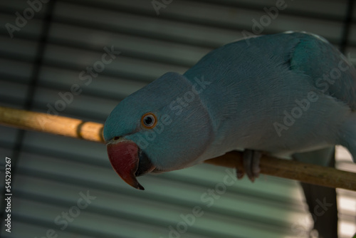 Blue exotic Parrot portrait background in his house, 2018