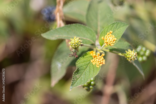 Photography of beautiful plants in the garden. 