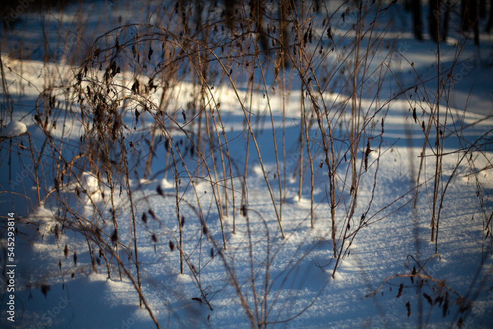 Details of park in winter. Cold winter light on surface of snow. Details of park in winter. Cold winter light on surface of snow.