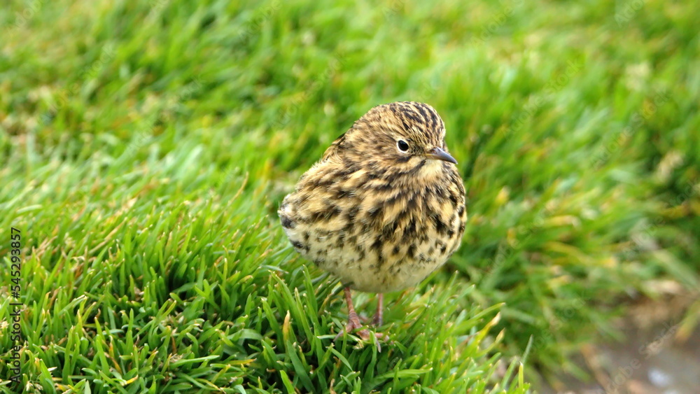 South Georgia pipit (Anthus antarcticus) in the grass at the old whaling station at Stromness, South Georgia Island South Georgia pipit (Anthus antarcticus) in the grass at the old whaling station at Stromness, South Georgia Island