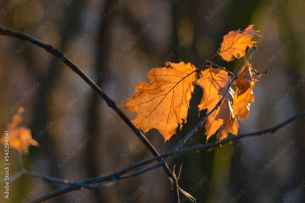 Obraz premium Lonely autumn leaf.
