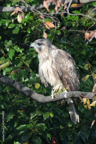 common buzzard in a forest