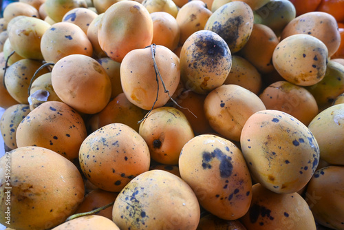 a group of gedong gincu mangoes (Mangifera indica) which are sold in traditional markets in Indonesia.
