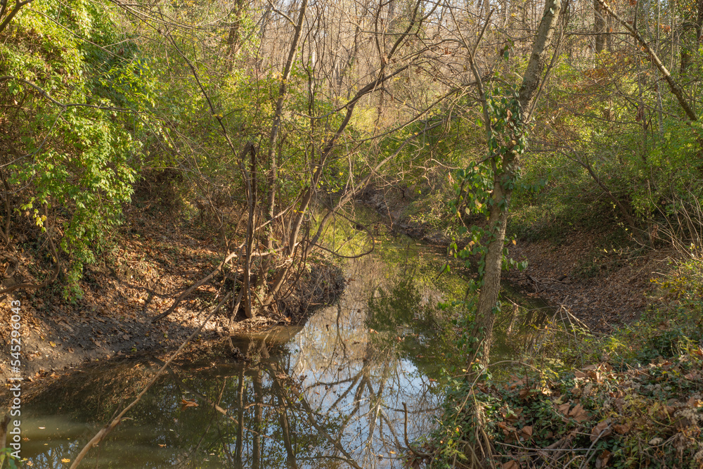 Dark green water of a stream in the forest. Shrubs with green leaves and tall trees with bare branches during the fall. Dark green water of a stream in the forest. Shrubs with green leaves and tall trees with bare branches during the fall.