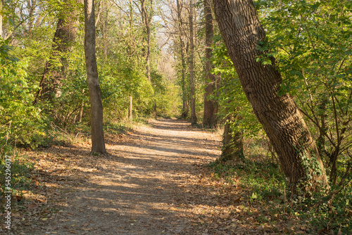 Path in the woods. Tall trees line the path. Trees with green leaves on the side and trees with bare branches in background. Dead leaves are on the ground during the fall.