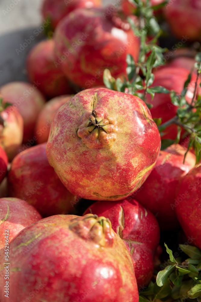Pomegranate tree Punica granatum Pomegranate tree Punica granatum