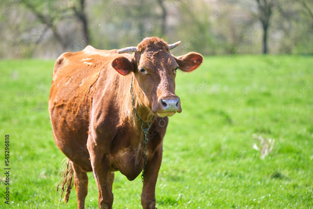 Milk cow grazing on green farm pasture on summer day. Feeding of cattle on farmland grassland Milk cow grazing on green farm pasture on summer day. Feeding of cattle on farmland grassland