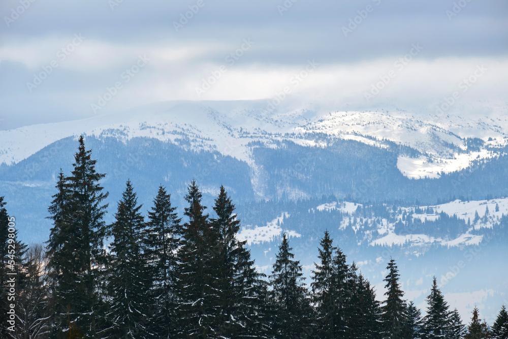 Winter landscape with dark spruse trees of snow covered forest in cold mountains