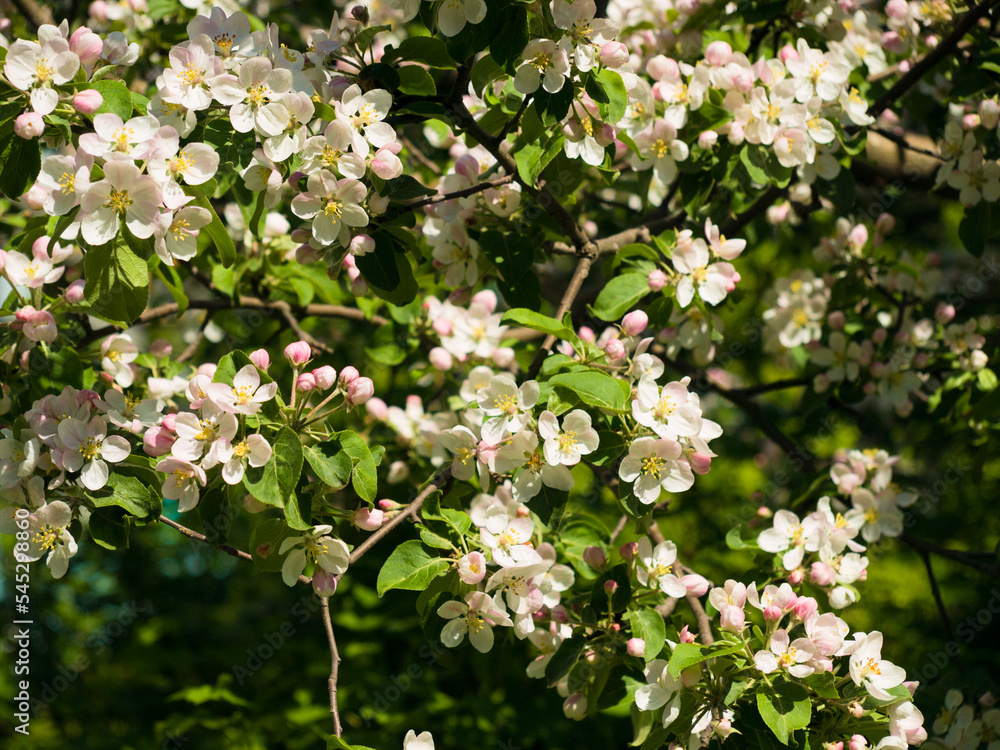 Fototapeta premium Plentiful flowering of fruit tree in the spring