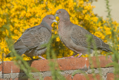 Couple of picazuro doves perche on a red wall  photo