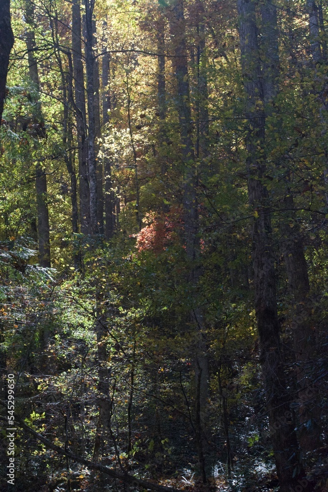 Fototapeta premium Fall Memories