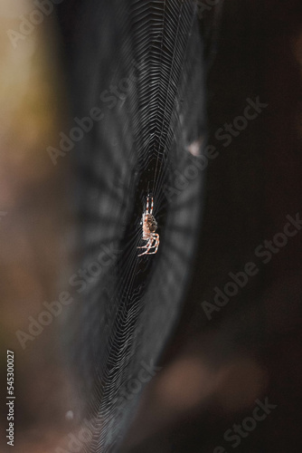 spider on a web