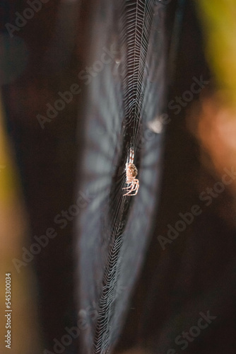 spider on a web
