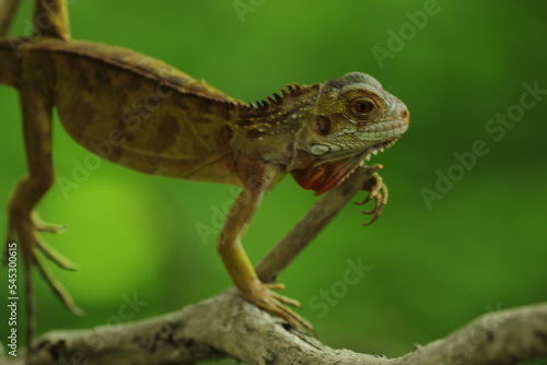 iguana on a wooden branch on a green background