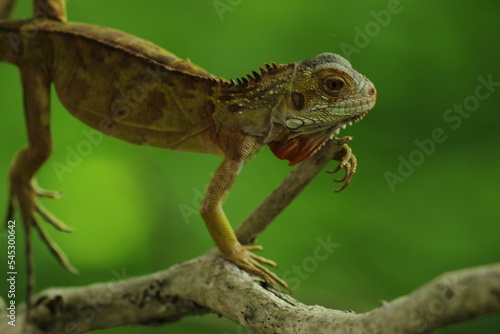 Wallpaper Mural iguana on a wooden branch on a green background Torontodigital.ca