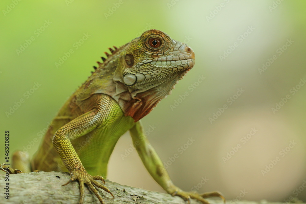 Obraz premium close-up of an iguanan's face against a green background