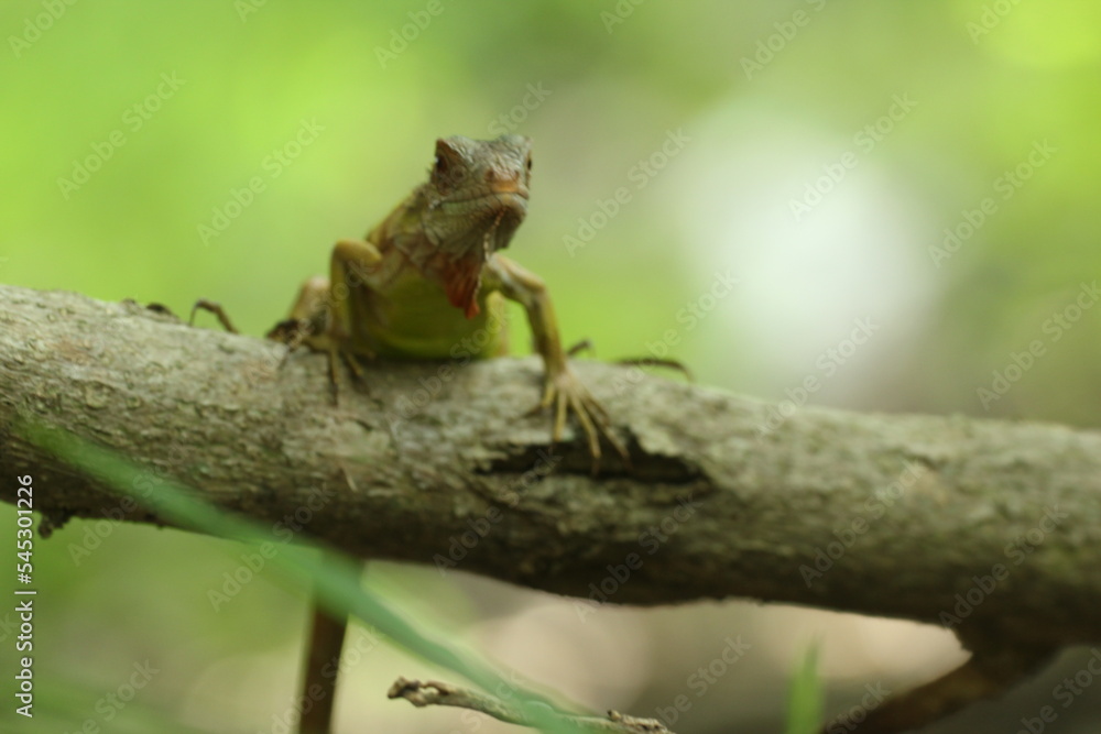 an iguana on a wood with a green background