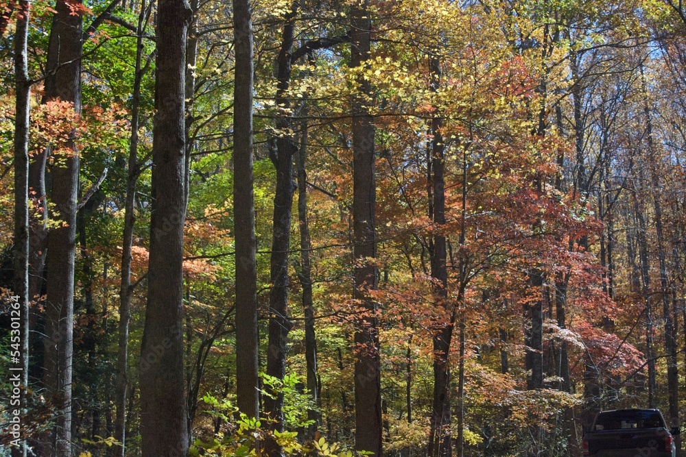 Fototapeta premium Fall Memories