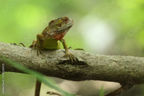 an iguana on a wood with a green background © ridho