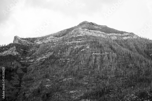 Mountain covered by trees destroyed in wild fire, Waterton Lakes National Park, Alberta Canada