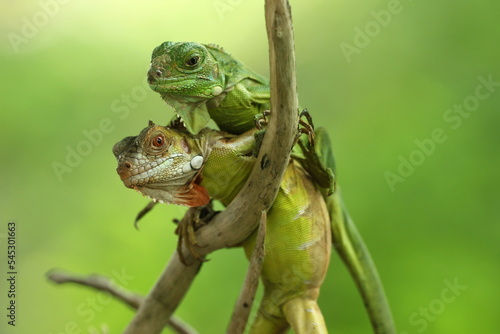 two iguanas overlapping on a green background