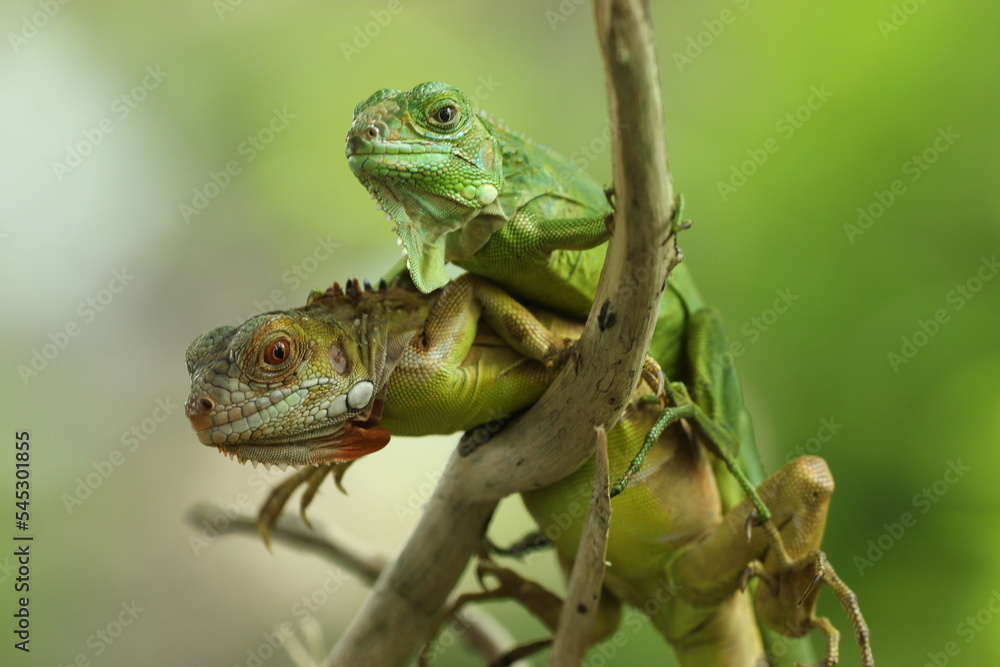 Fototapeta premium two iguanas overlapping on a green background