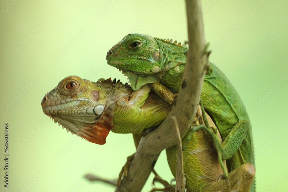 Obraz premium two iguanas overlapping on a green background