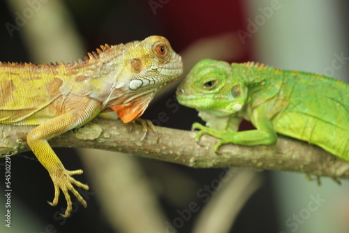 two iguanas facing each other on a green background 