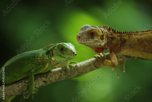 two iguanas facing each other on a green background 