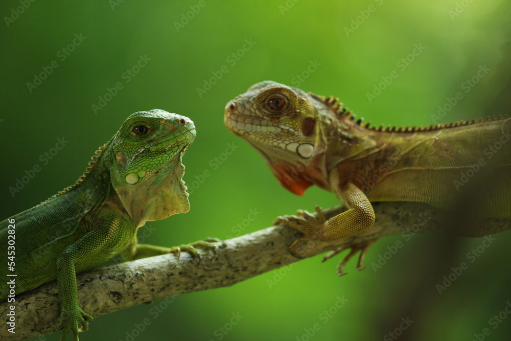 Fototapeta premium two iguanas facing each other on a green background 