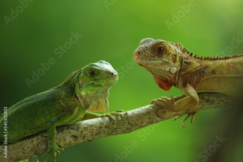 two iguanas facing each other on a green background 