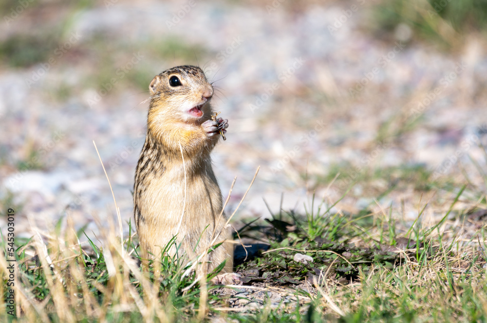 Φωτογραφία Thirteen-lined ground squirrels eating grasshoppers