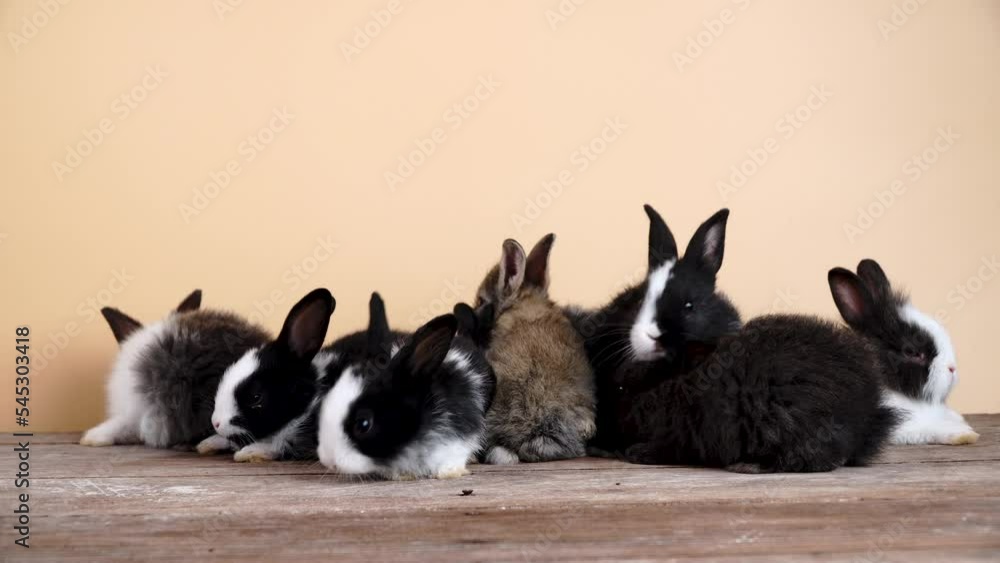 Family healthy baby rabbits bunny playful together on wooden table ...