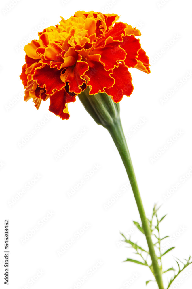 Marigold flowers (lat. Tagetes), isolated on white background