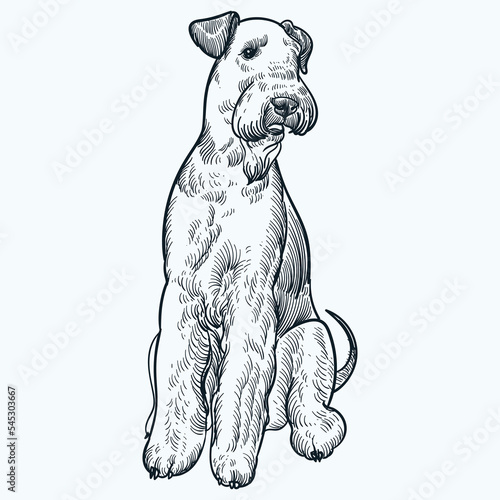 Vintage hand drawn Airedale terrier
